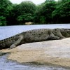 60 сбежавших крокодилов наводят страх на жителей юга Вьетнама