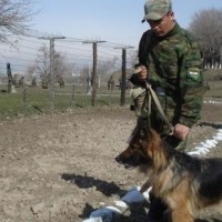 Группа вооруженных террористов прорвалась через таджикско-афганскую границу