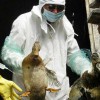 Вирус птичьего гриппа в Германии обеспокоил жителей Европы