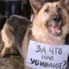 Российские зоозащитники опасаются закона, разрешающего жестокое умерщвление собак