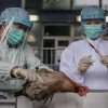 Вирус птичьего гриппа H7N9 добрался до Пекина