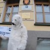 В Петербурге белый медведь из «Гринписа» привёз письмо консулу Норвегии