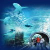 В Москве появится самый большой в Европе океанариум