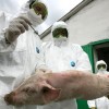 В Украину запретили ввоз свинины и свиней из Беларуси