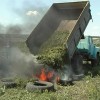 На Харьковщине обнаружили поле конопли на миллиард гривен