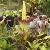 Amorphophallus Titanum или Трупный цветок