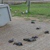 В Москве массово гибнут голуби из-за опасного вируса
