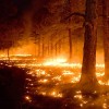 На Ивано-Франковщине сутки тушили горящий лес
