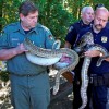 У жителя штата Нью-Йорк обнаружили более 800 змей