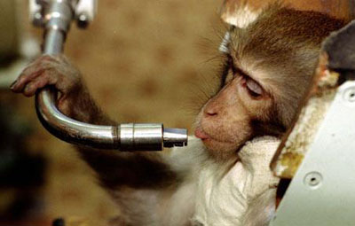 Иран отправит в космос обезьяну-космонавта