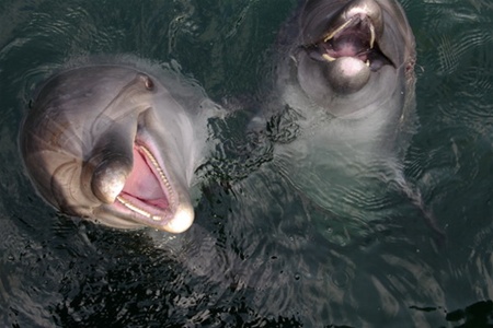 Министерство обороны официально опровергло информацию о сбежавших дельфинах