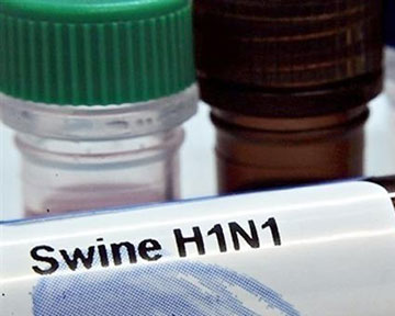 Свиной грипп в Украине сразил уже почти 100 человек 