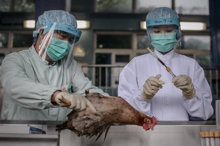 Вирус птичьего гриппа H7N9 добрался до Пекина