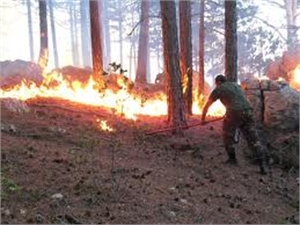 Под Ялтой снова горел лес