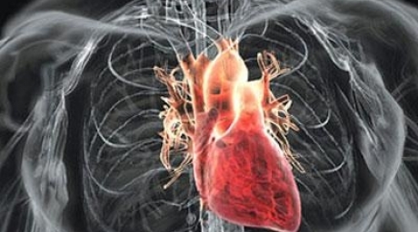 Американским ученым удалось вырастить искусственное сердце