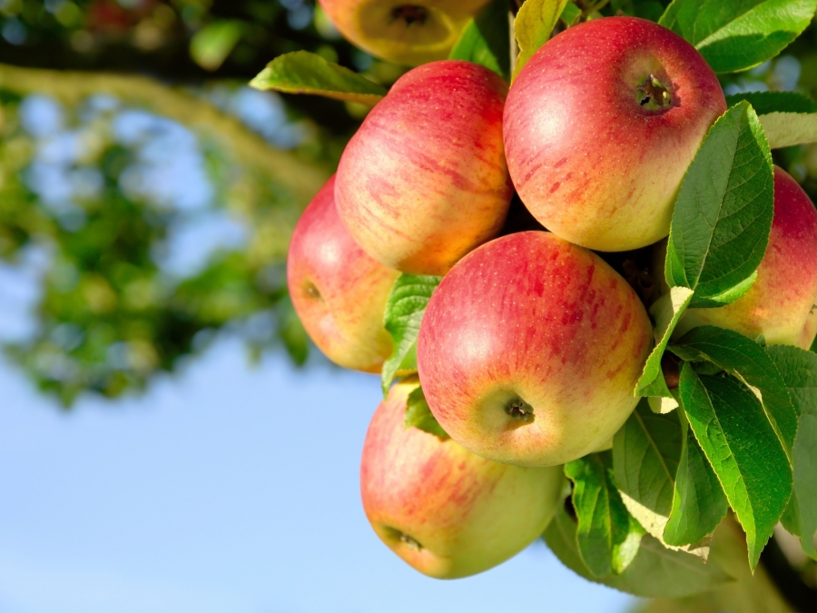 Ученые доказали, что яблоки увеличивают мышцы и сжигают жир