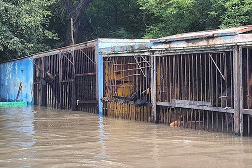 Более 25 животных погибло в подтопленном зоопарке в Приморье